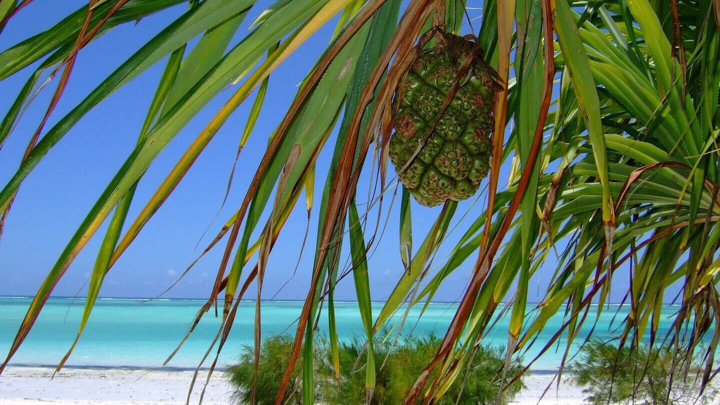 Tropical beach view with a pandanus fruit hanging from an overhanging branch, reminiscent of Christmas in Zanzibar.