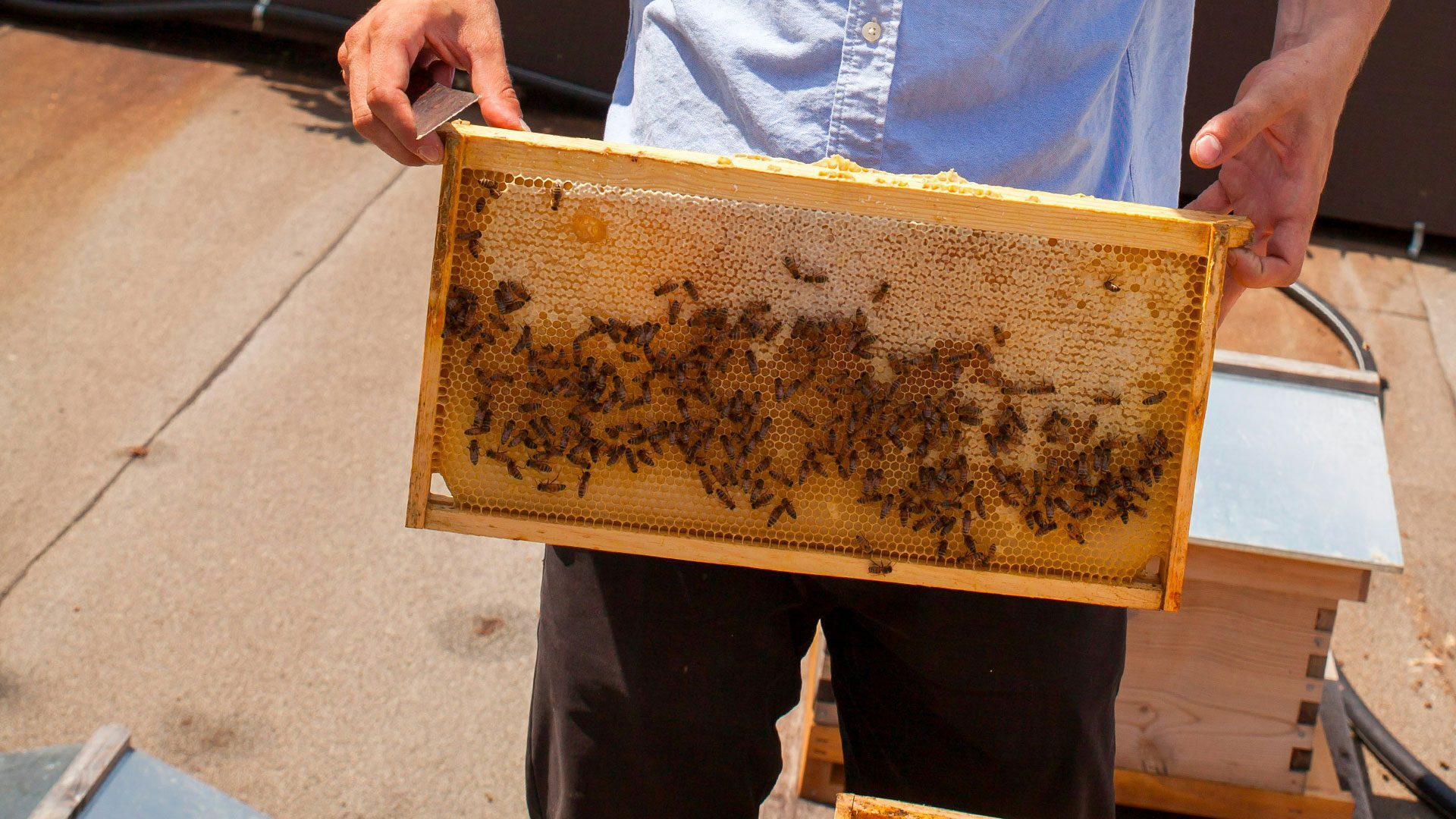 Close up of man holding a large piece of honeycomb with bees on it 