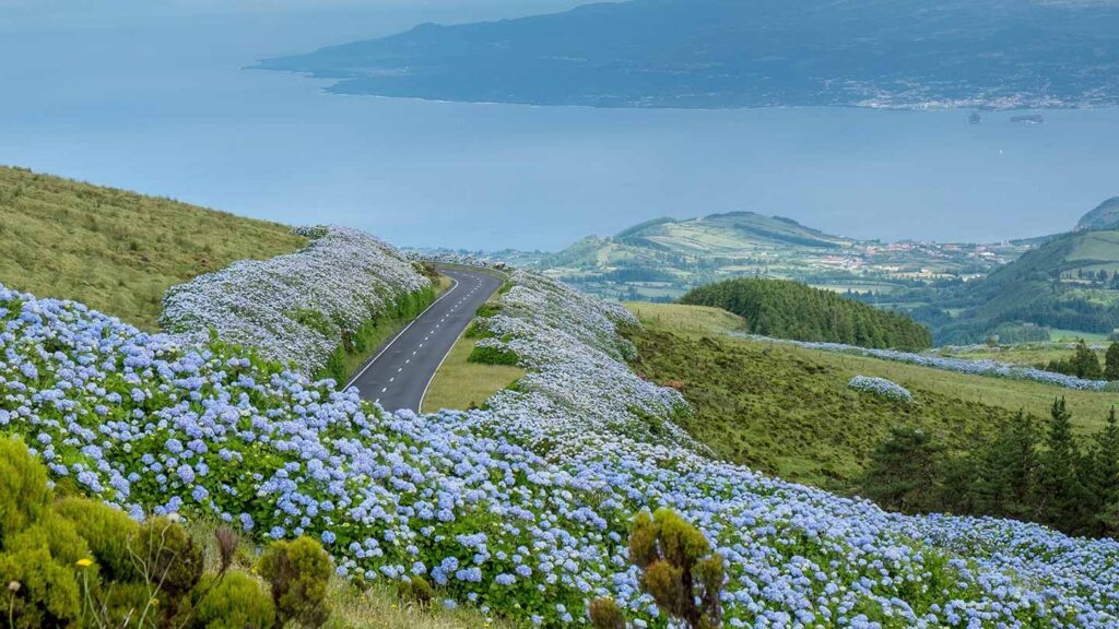 A scenic coastal drive through a lush landscape with blue hydrangeas and a view of the ocean in the distance, perfect for a Portugal roadtrip.