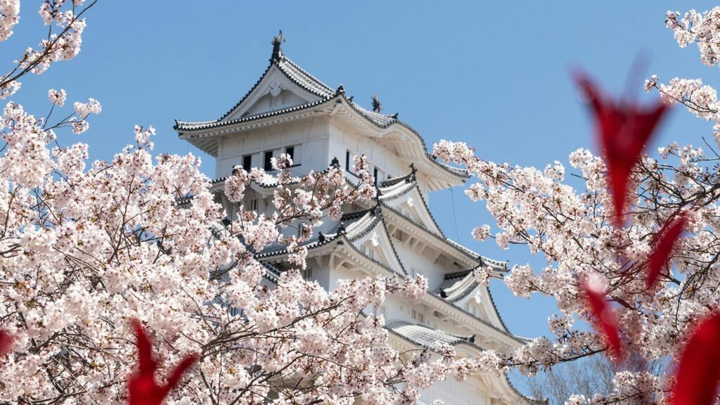 Cherry blossoms in Japan
