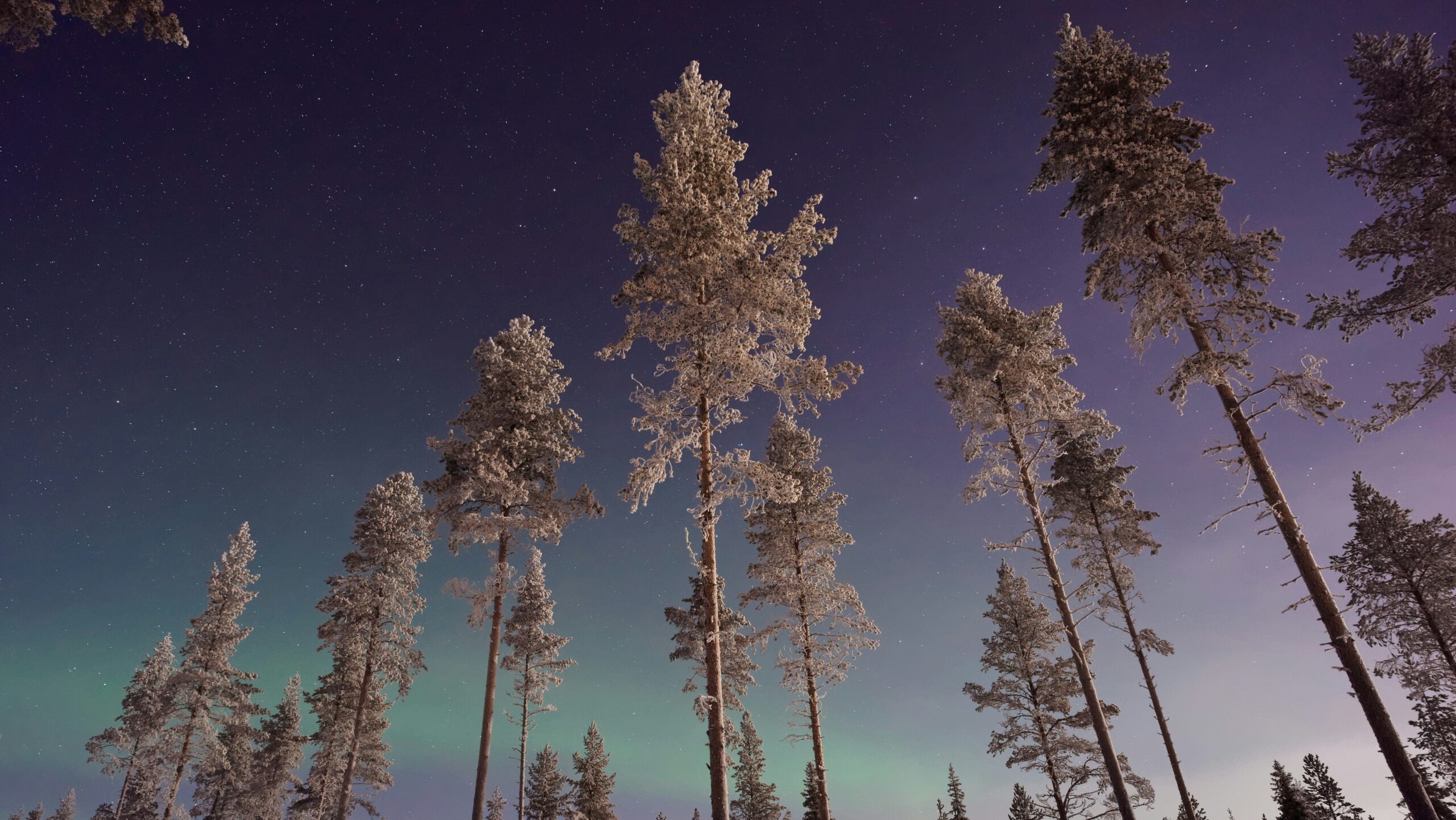 pine forest in finland at night