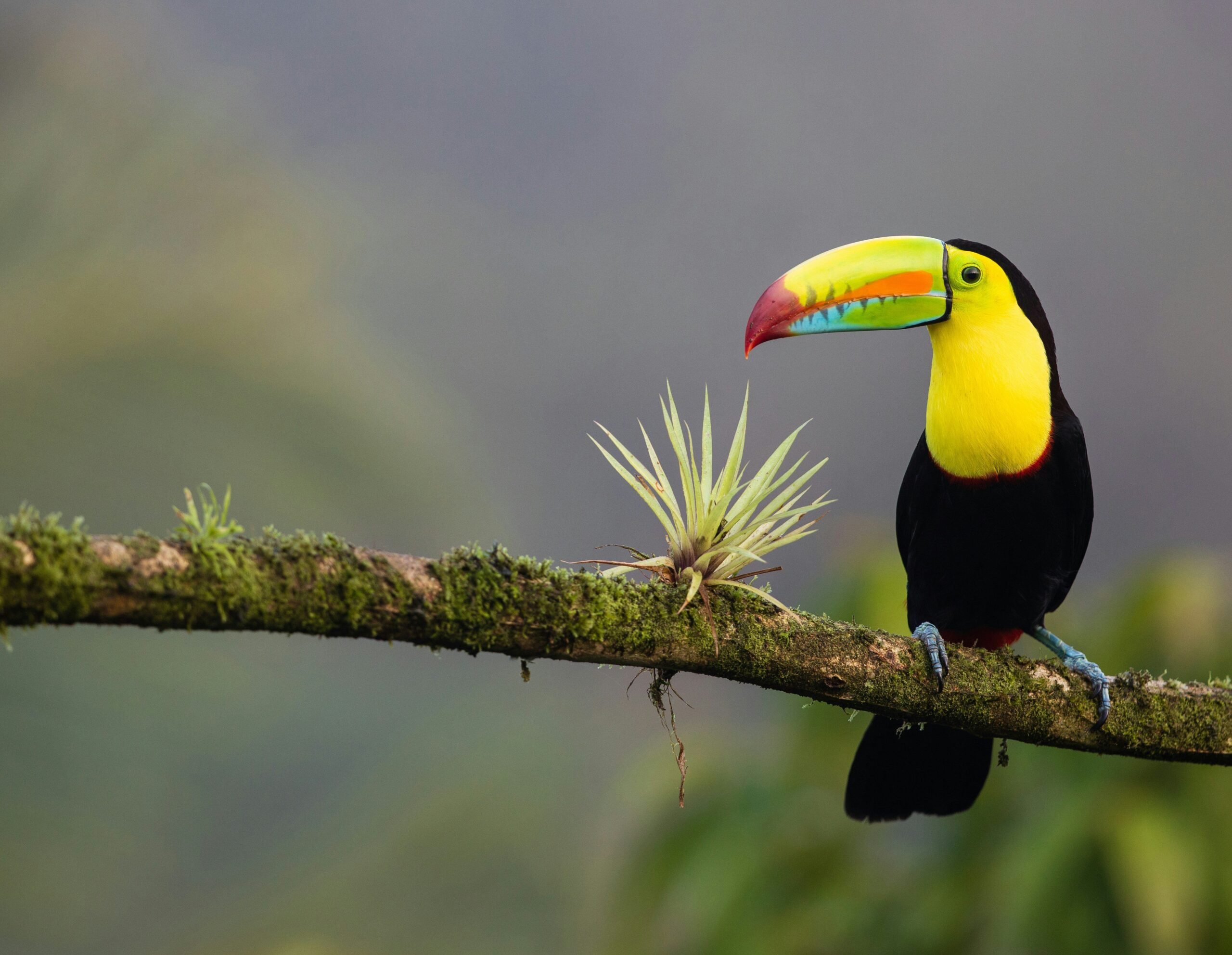 Toucan on branch