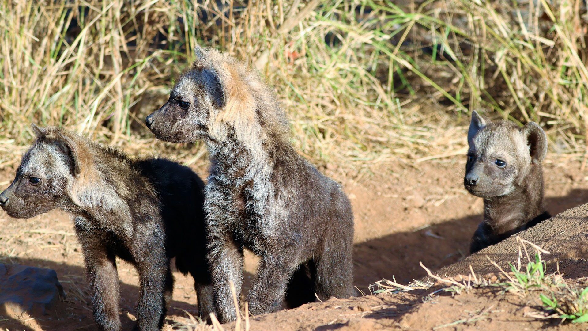 Three African wild dog puppies emerging from a burrow in the ground