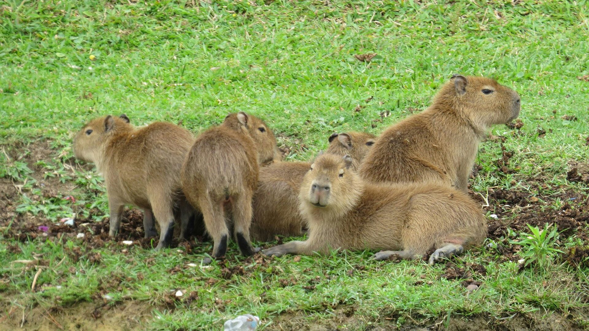 Five capybaras grouped together on grass
