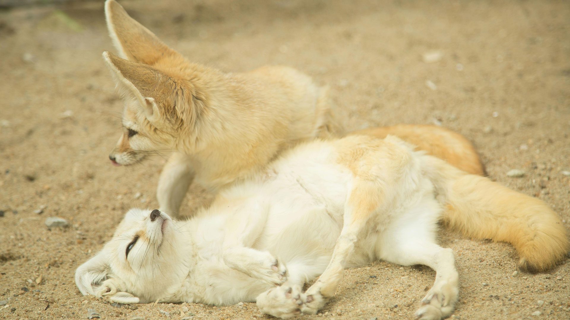 Two fennec foxes lying in the sandy soil of the Sahara