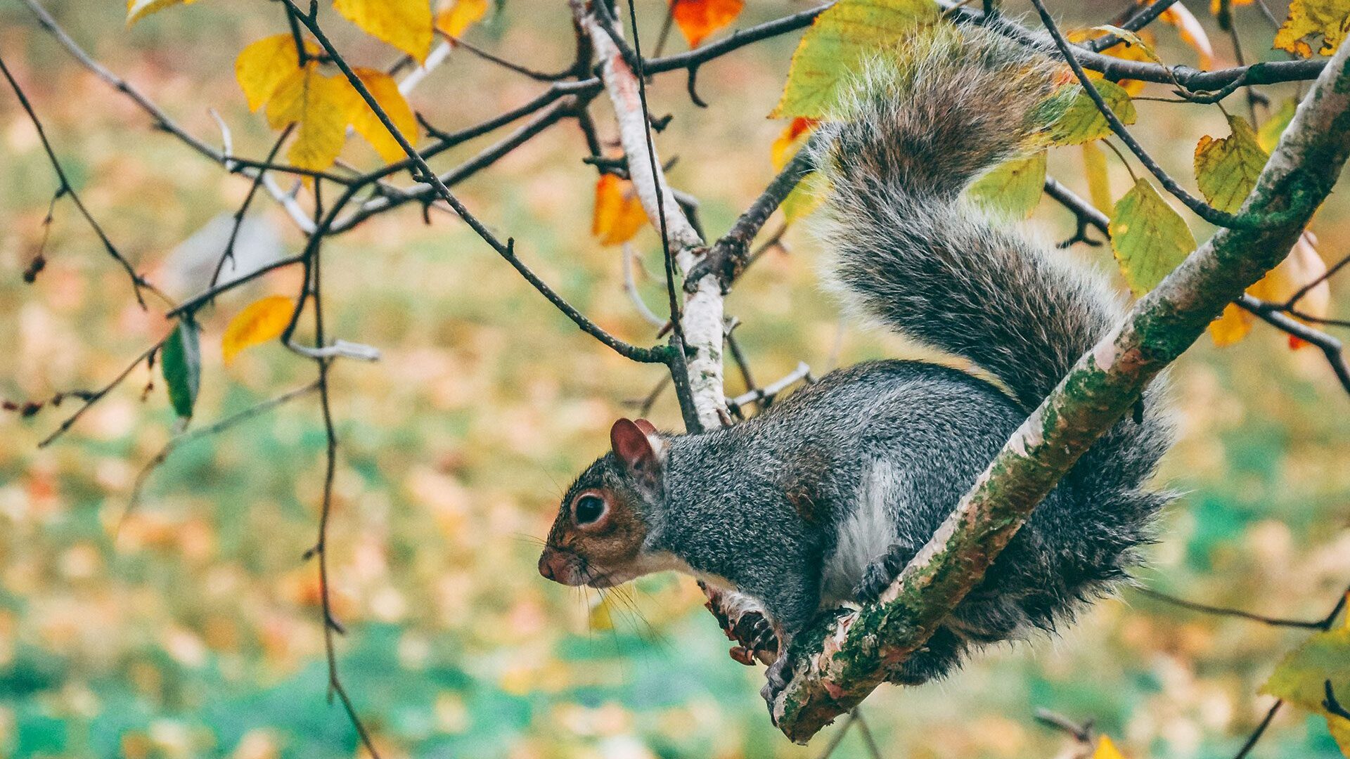 Gray squirrel sitting on a tree branch
