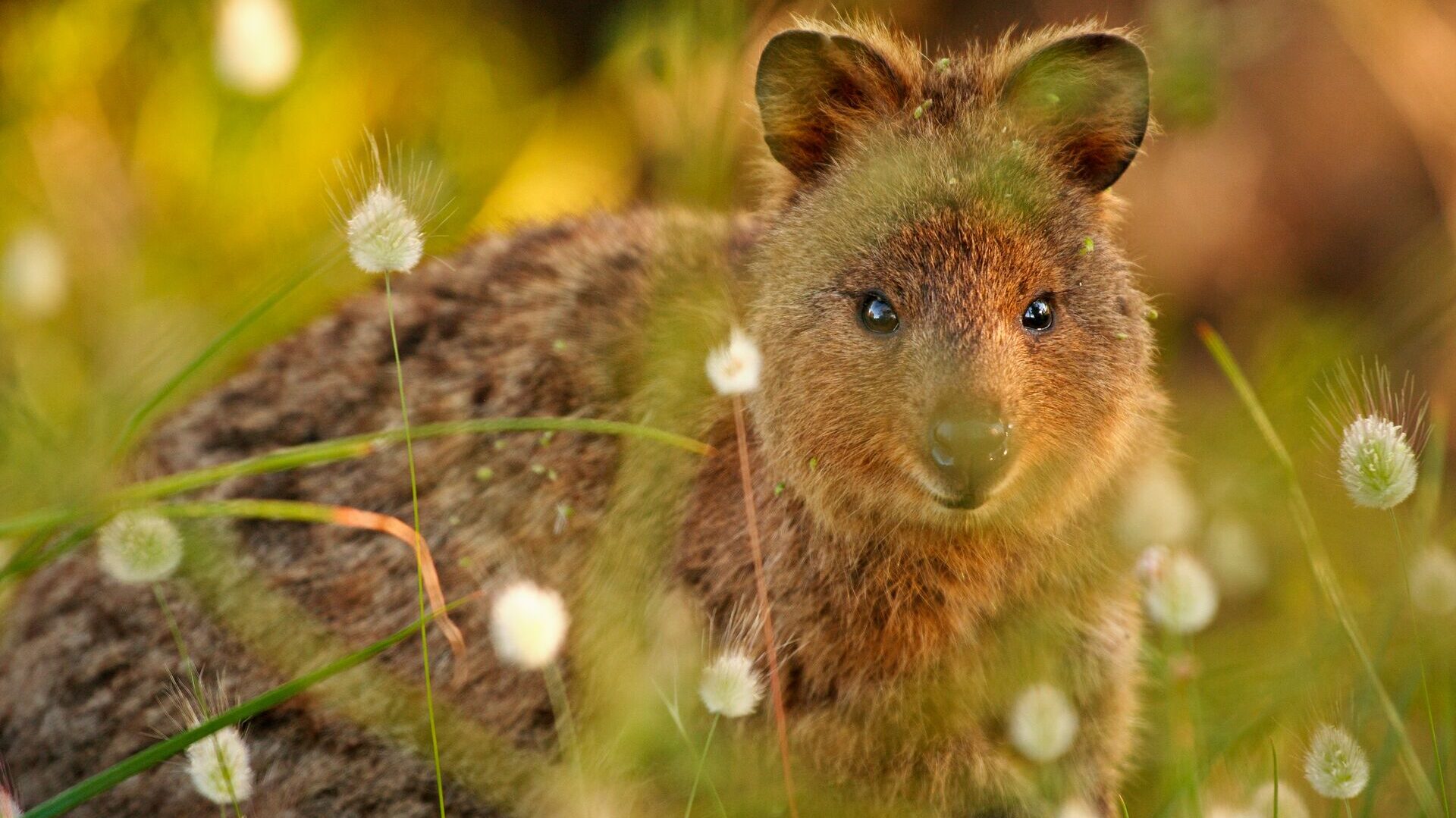 Quokka (Setonix brachyurus) looking through grass and grass flower heads