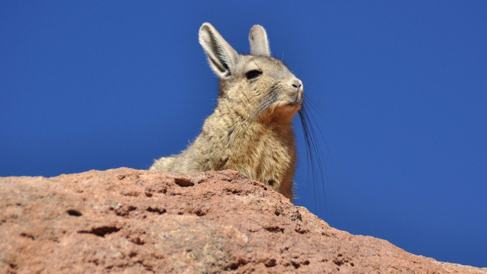 A chinchilla looking down over the top of a reddish rock, with blue sky behind it 