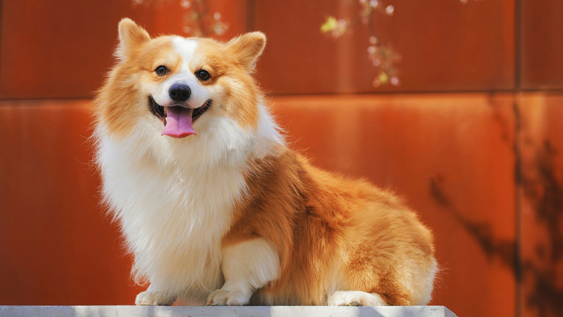A corgi with its tongue out 