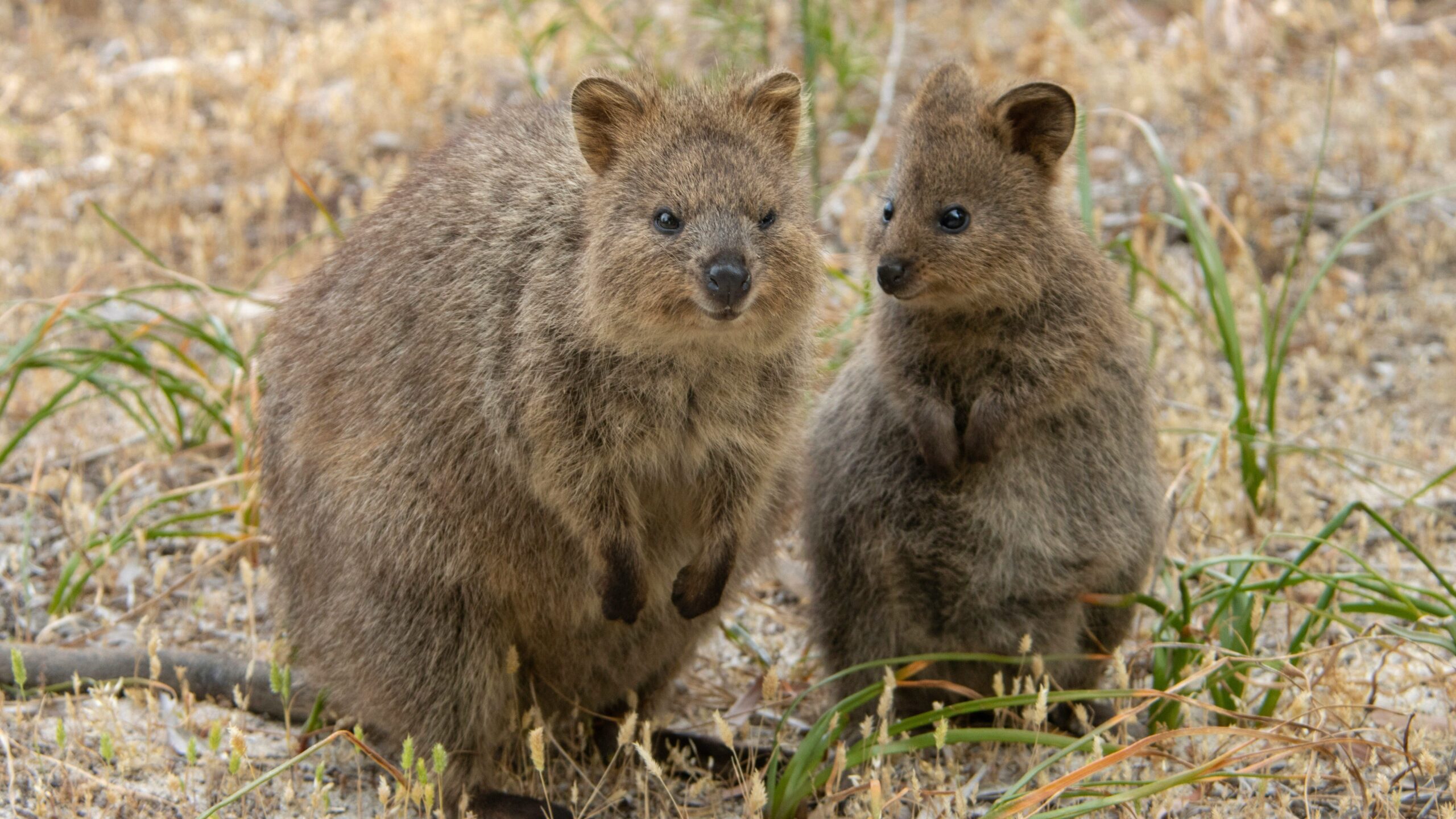 a pair of quokkas