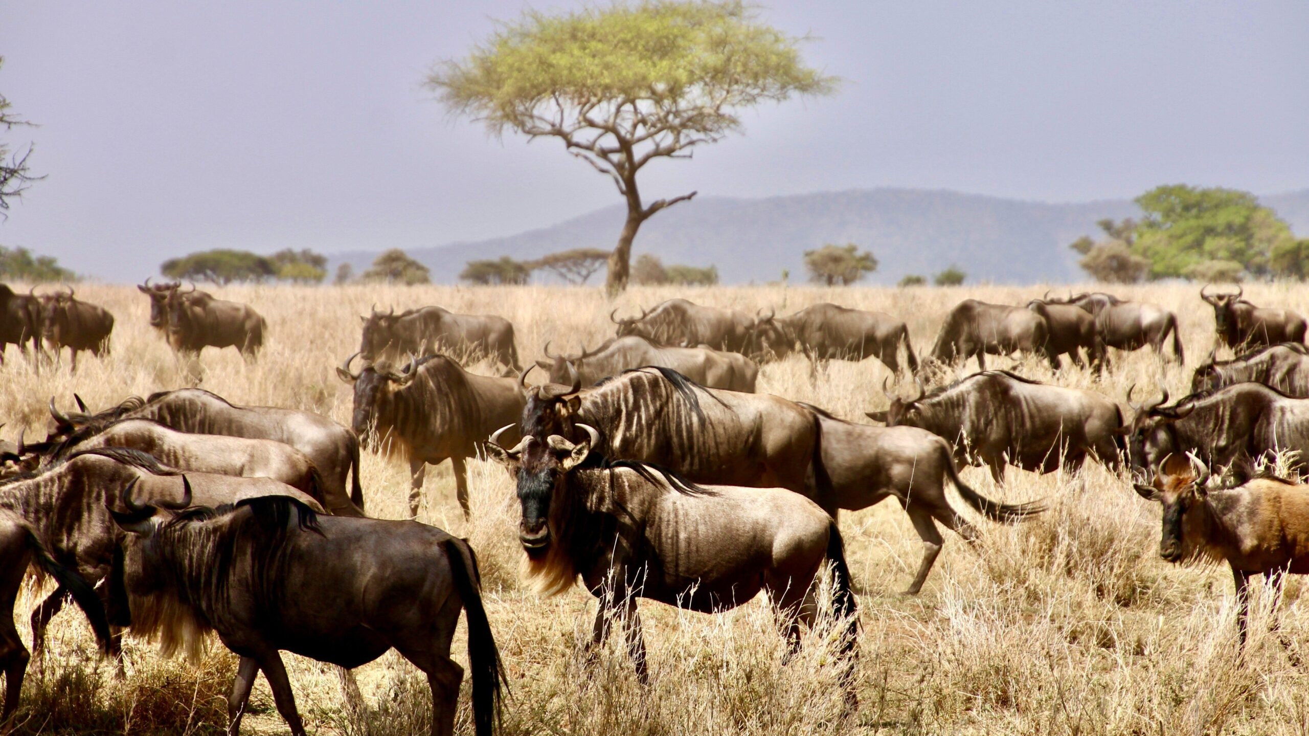 great migration of wildebeast in Serengeti national park on safari tour