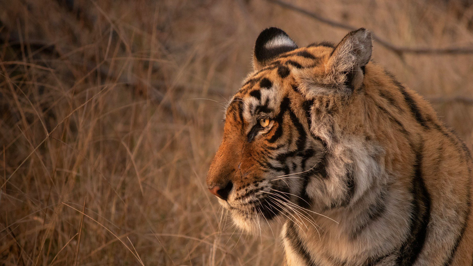 Close up of a tiger with sun on its face