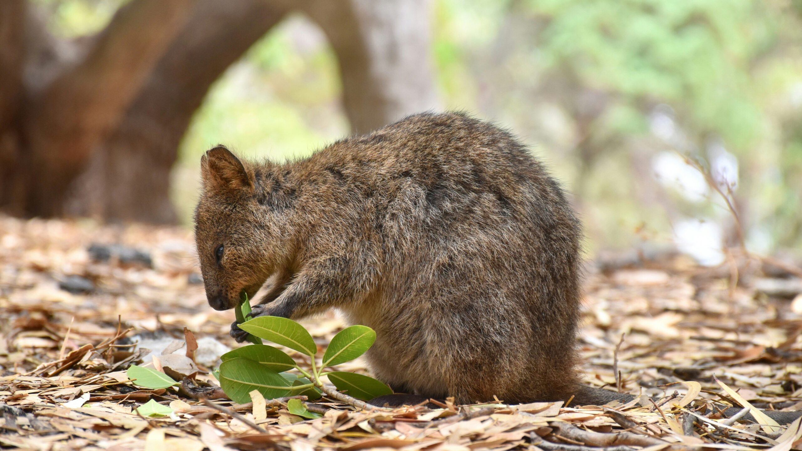 a quokka eating a leaf