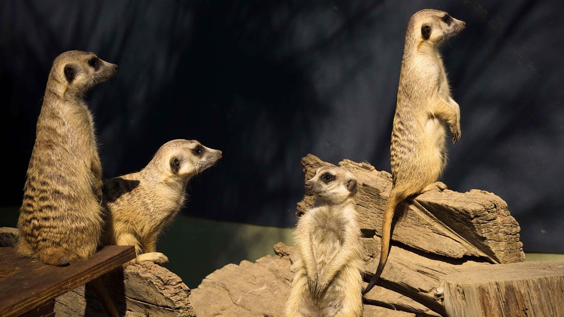 Four meerkats sitting on a stree stump
