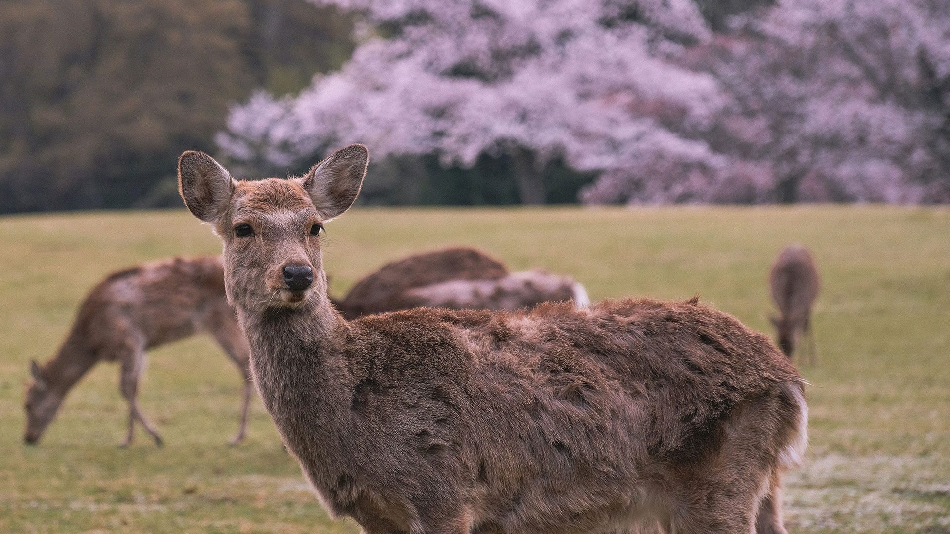 A group of deer with a cherry blossom tree in the background