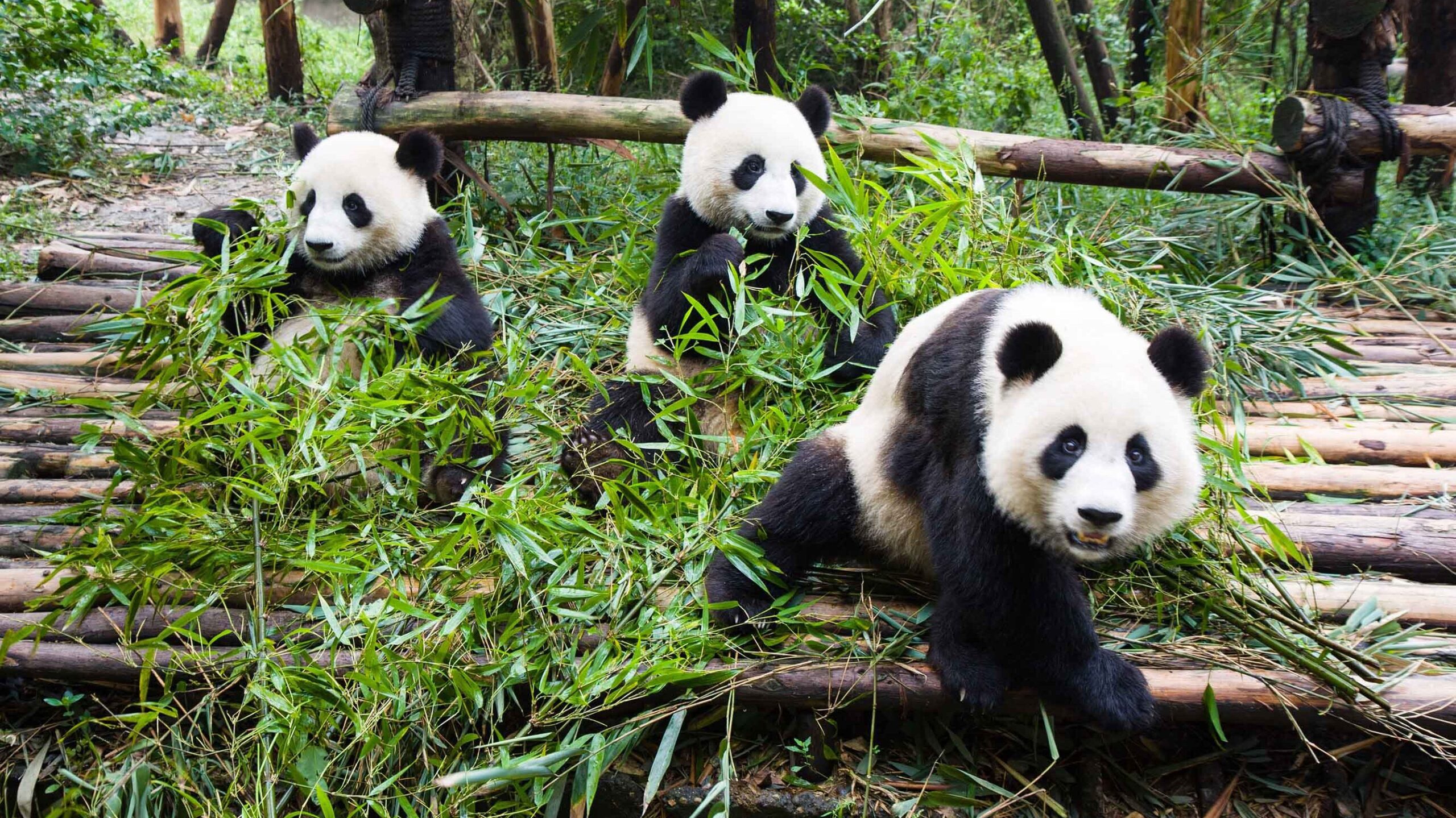 Three panda bears, one of the world's most endangered species, happily munching on bamboo.