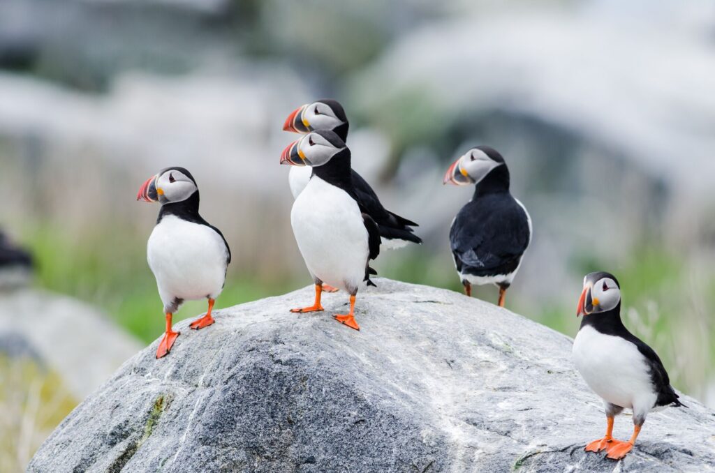 group of puffins on rock