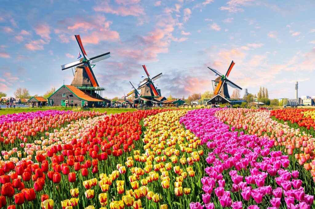tulips in netherlands