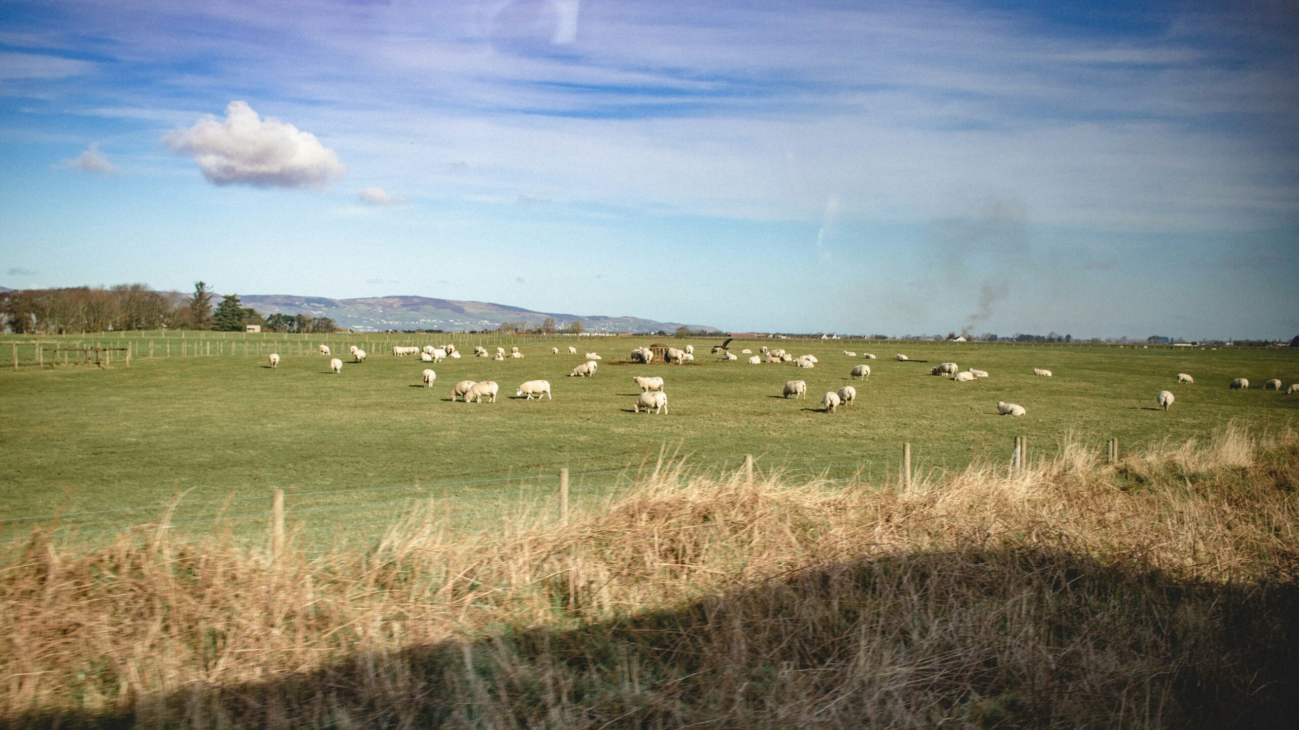 sheep in a field in donegal