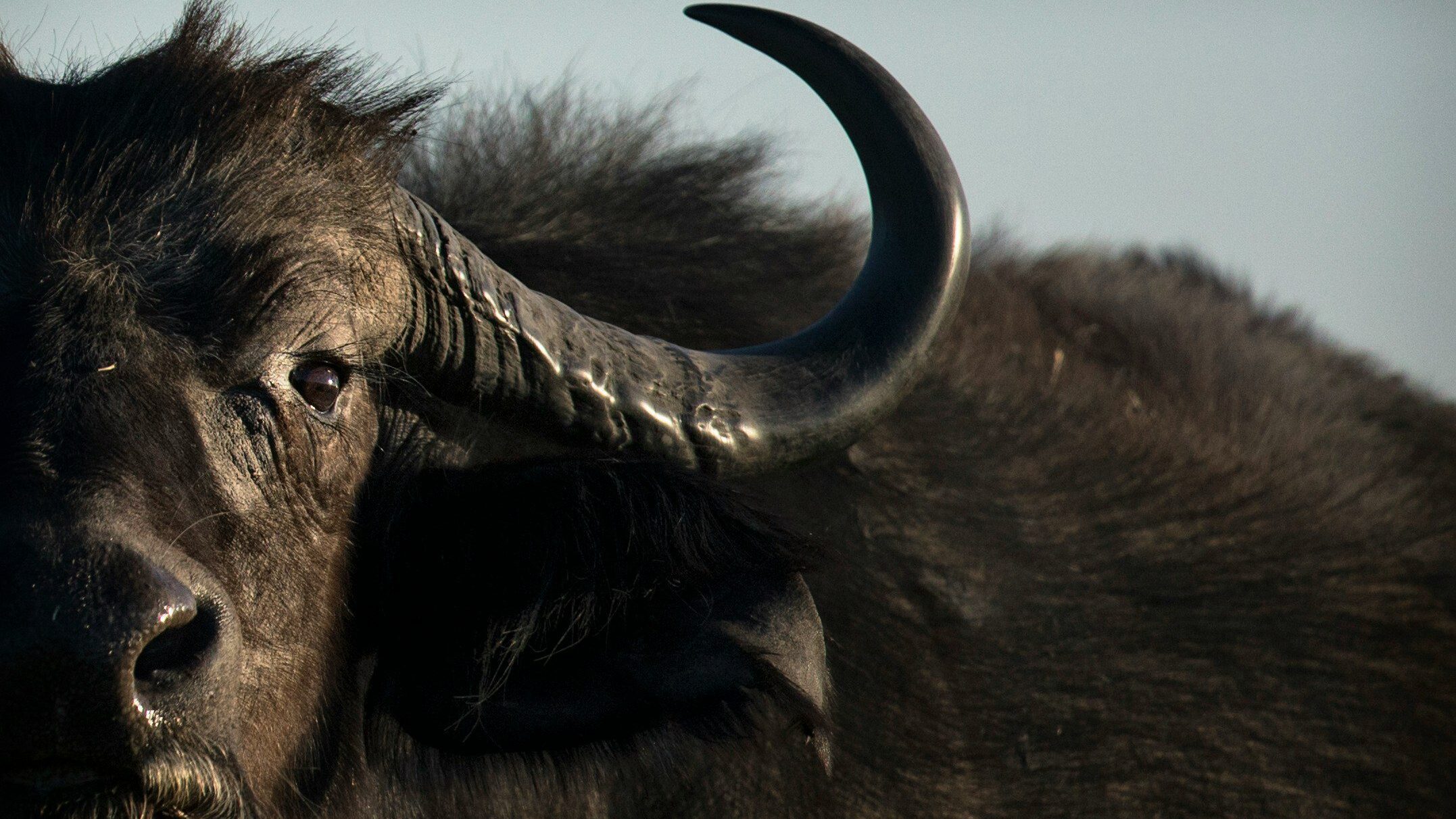 close up of a buffalo face in the sun
