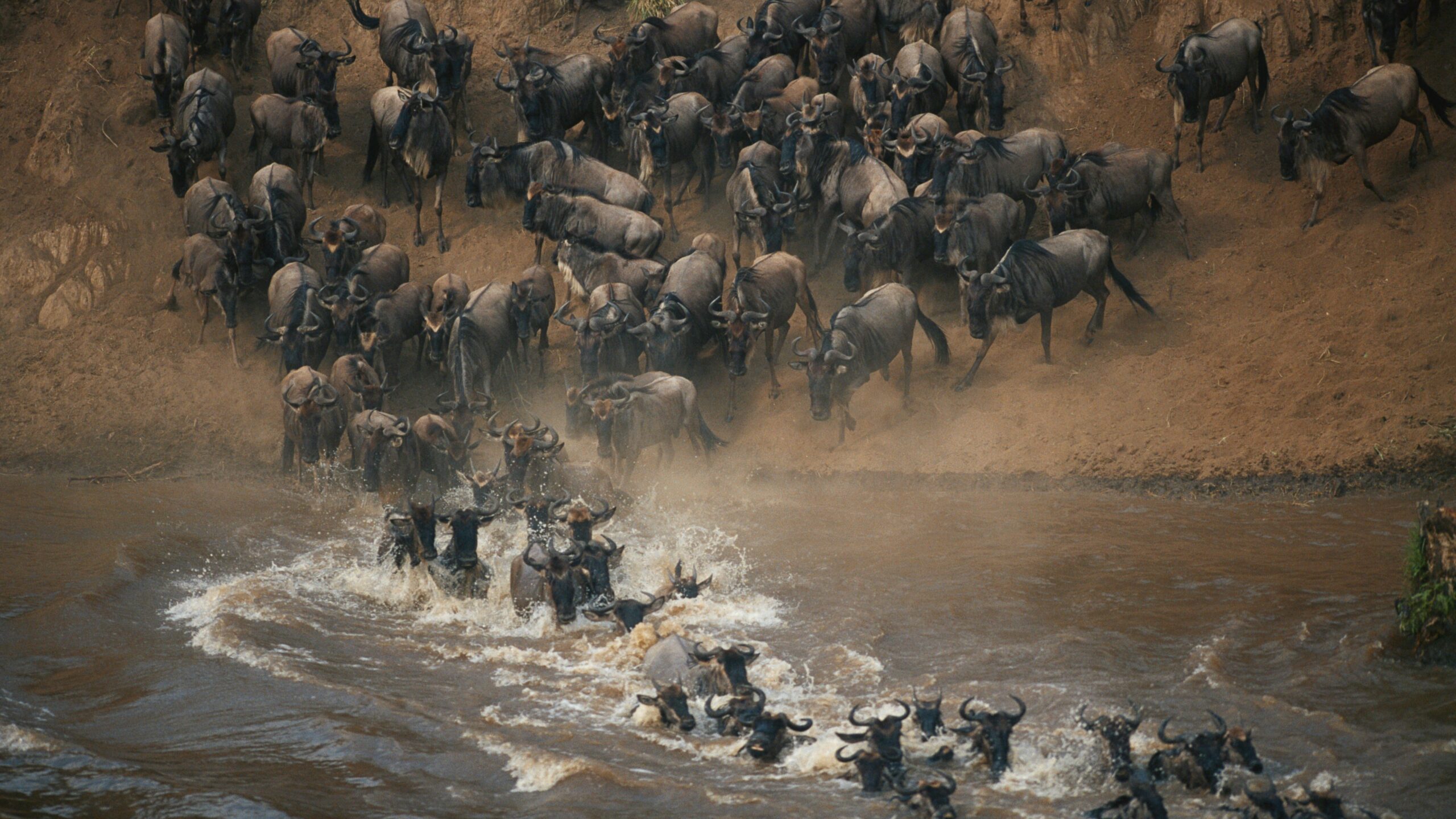 wildebeest in the great migration across the masai national park