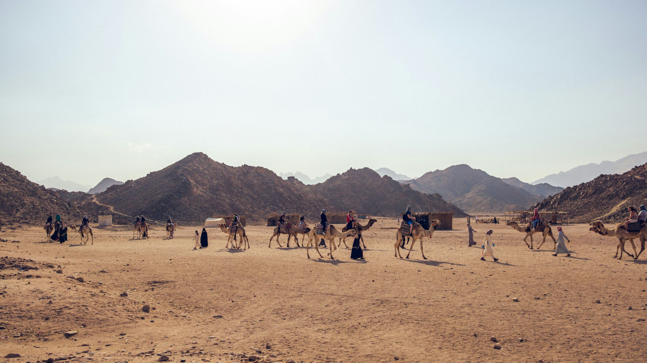 bedouins of jordan tribe on camel back in the desert