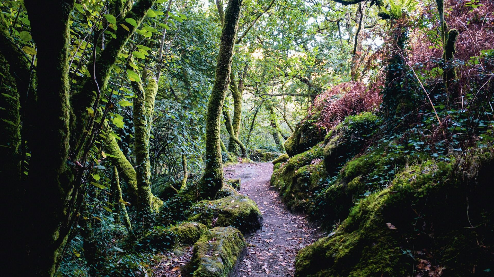 Footpath winding through forest