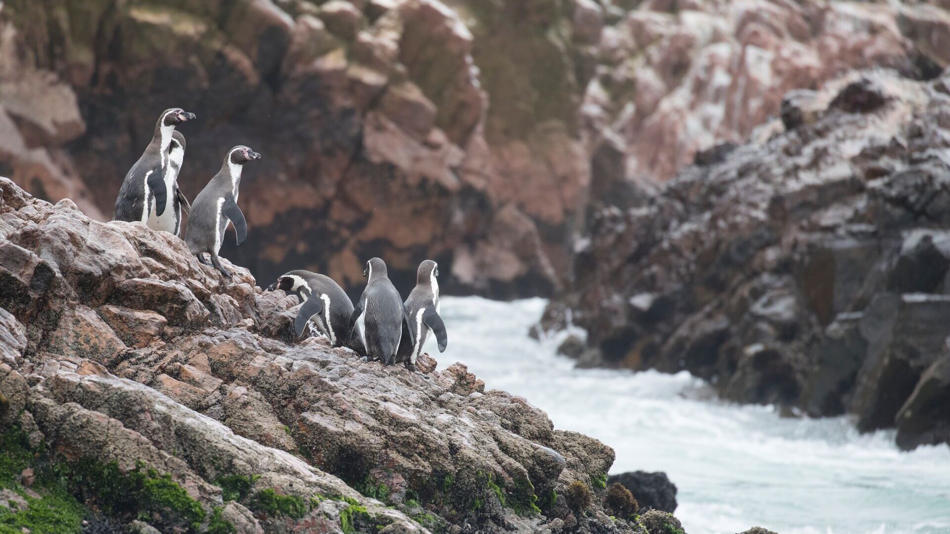 Humboldt penguins on the Ballestas Islands
