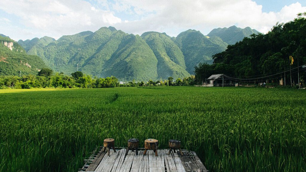 Expansive rice field surrounded by forest with green-covered mountains in the distance