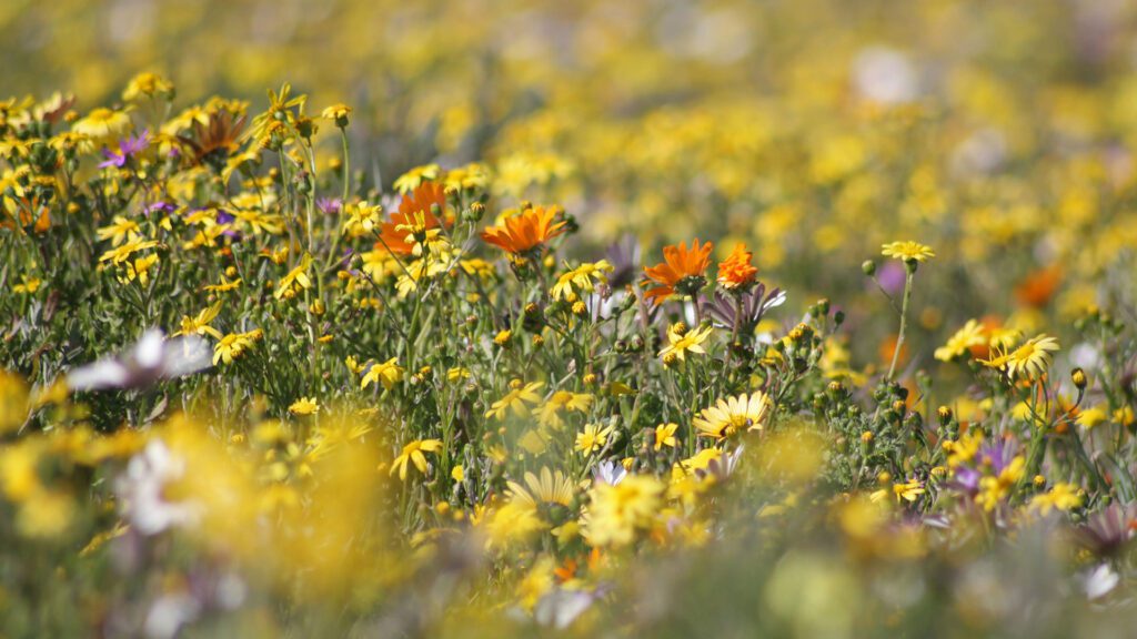 Close-up of wildflowers in the grass