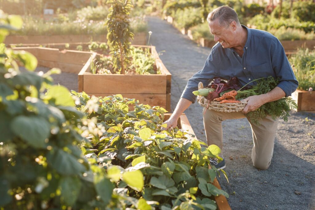 Man picking veg
