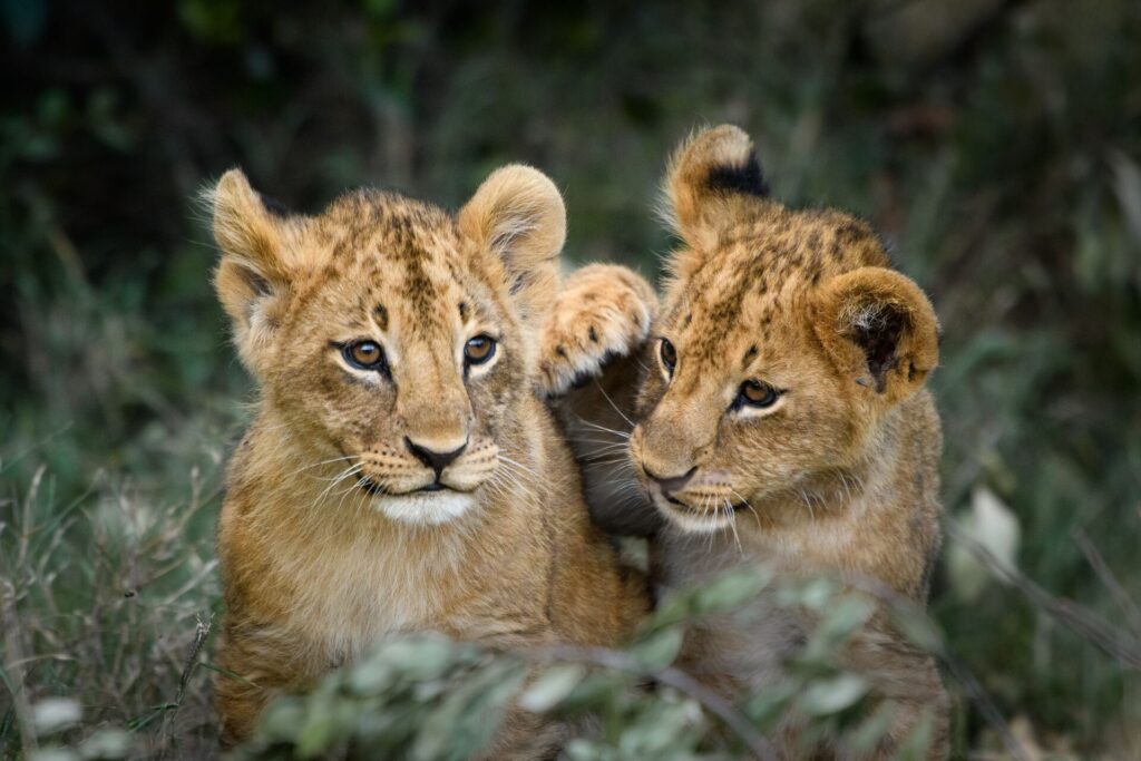 Lionness cubs