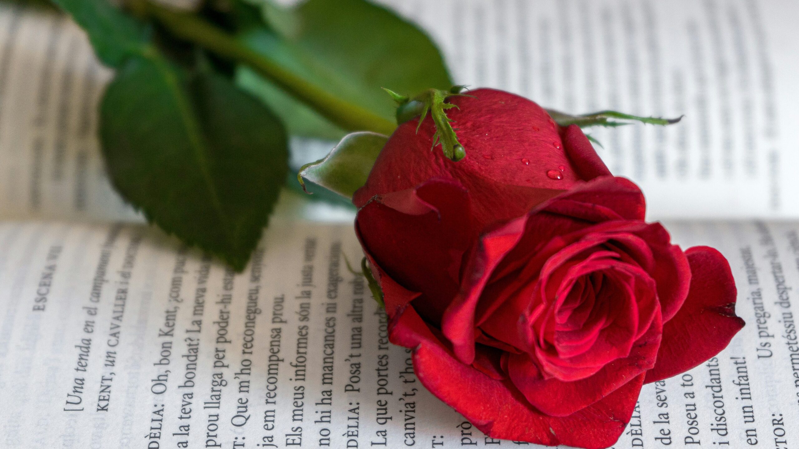 a rose on a book