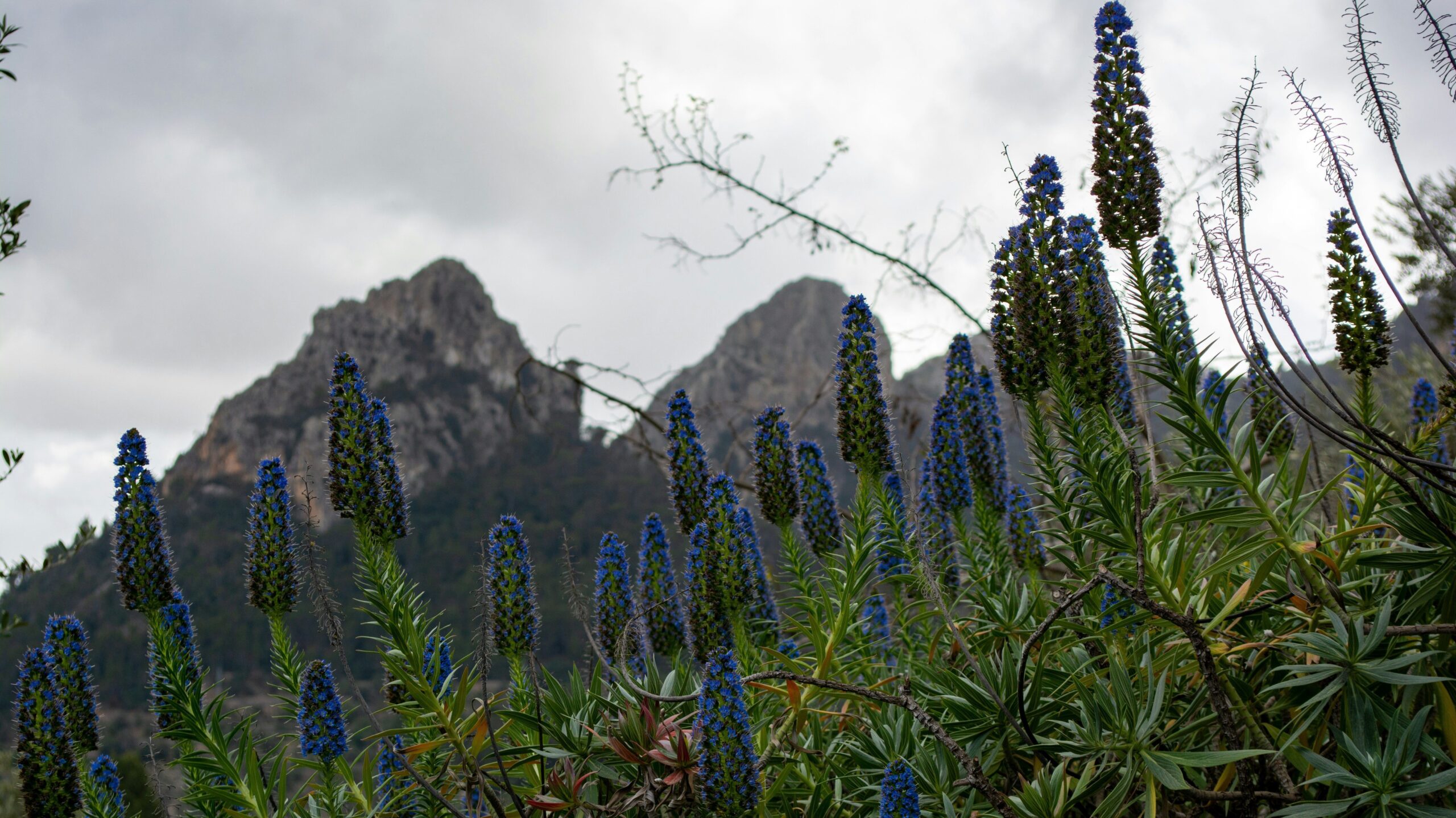 Jardines de Alfabia , mallorca