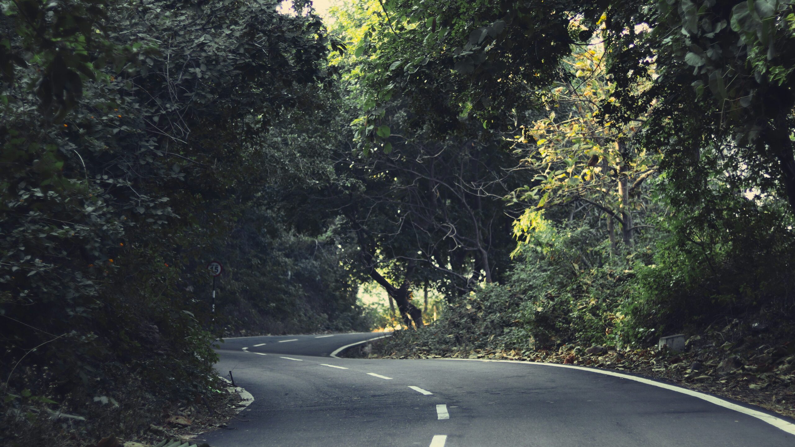 curved road through trees