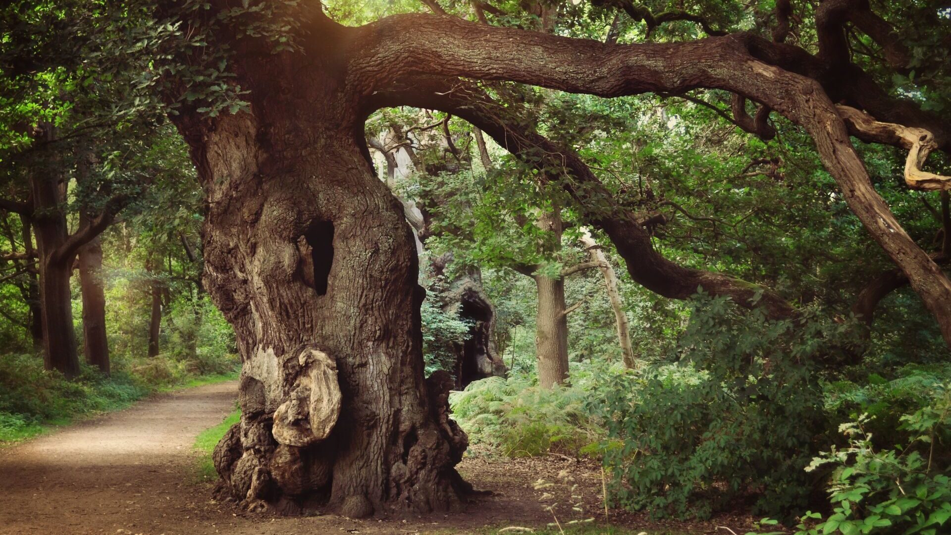 sherwood forest old oak tree