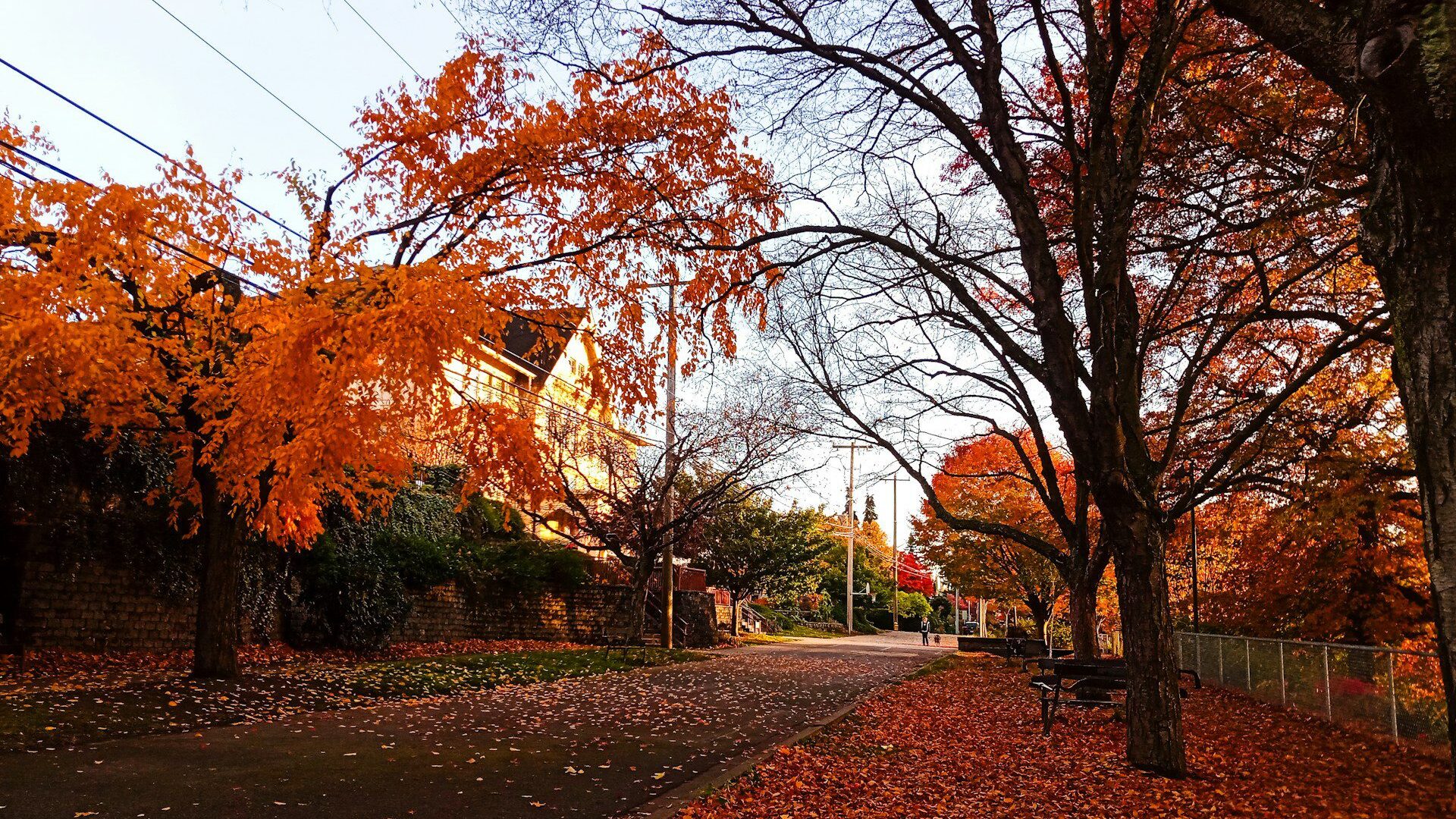 Fallen leaves in a residential street, Seattle