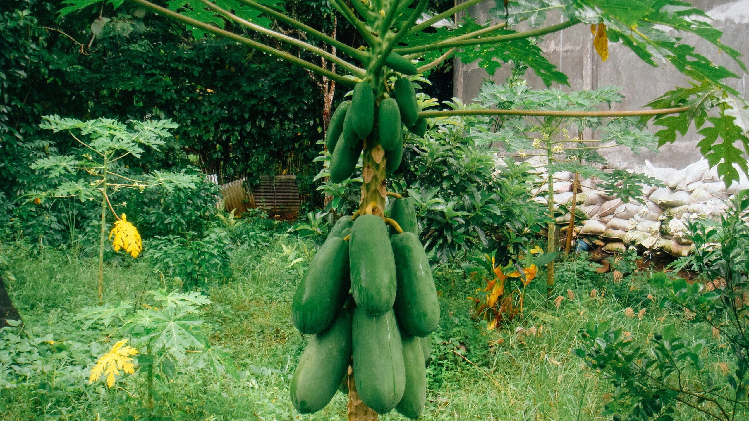 green papaya on the tree