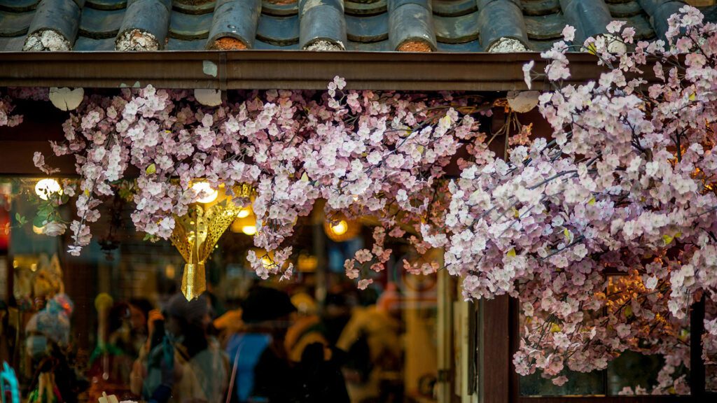 Cherry blossom on a tree near a temple in South Korea