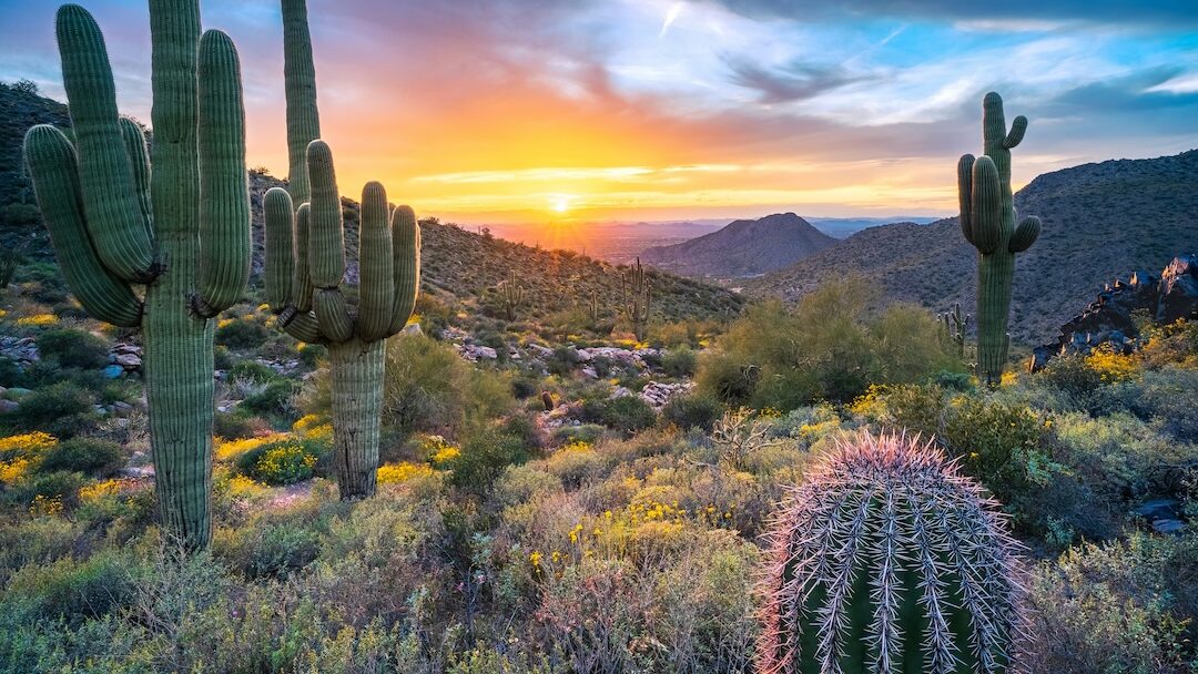 Saguaro National Park