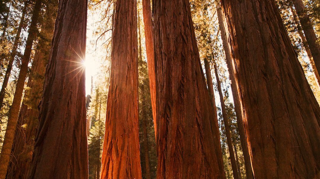 Sequoia National Park