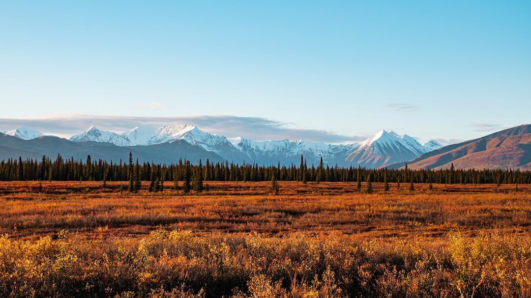 denali national park
