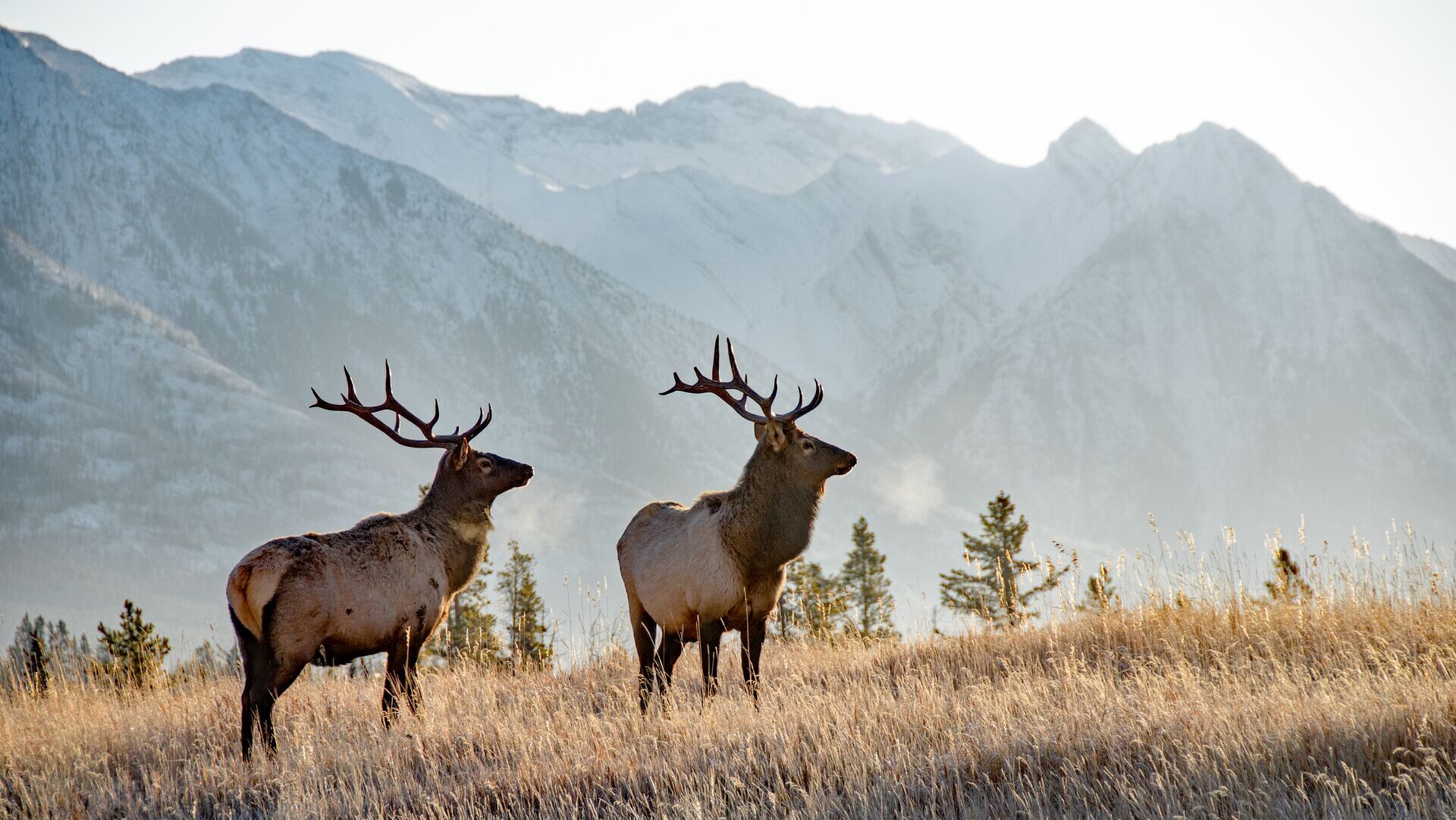 two bull elk in banff