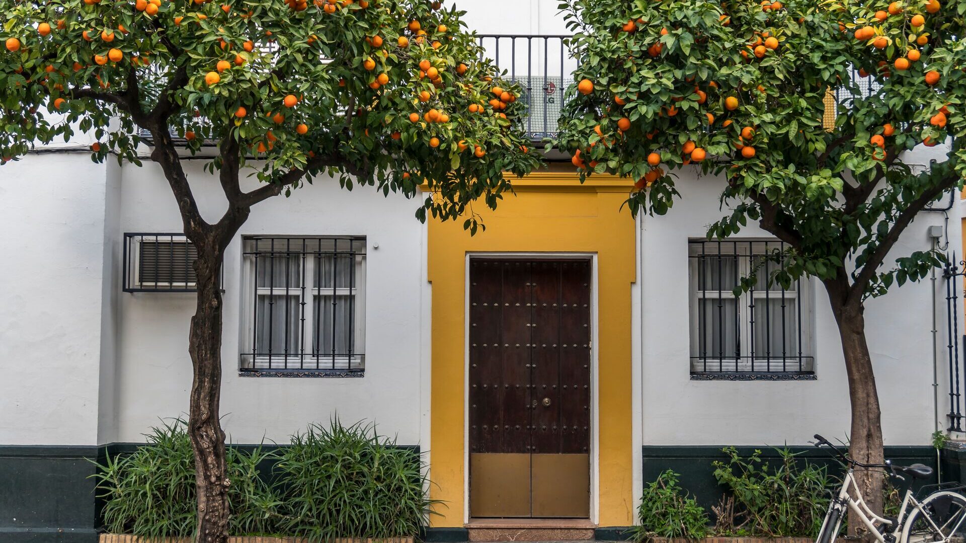 seville orange trees in santa cruz