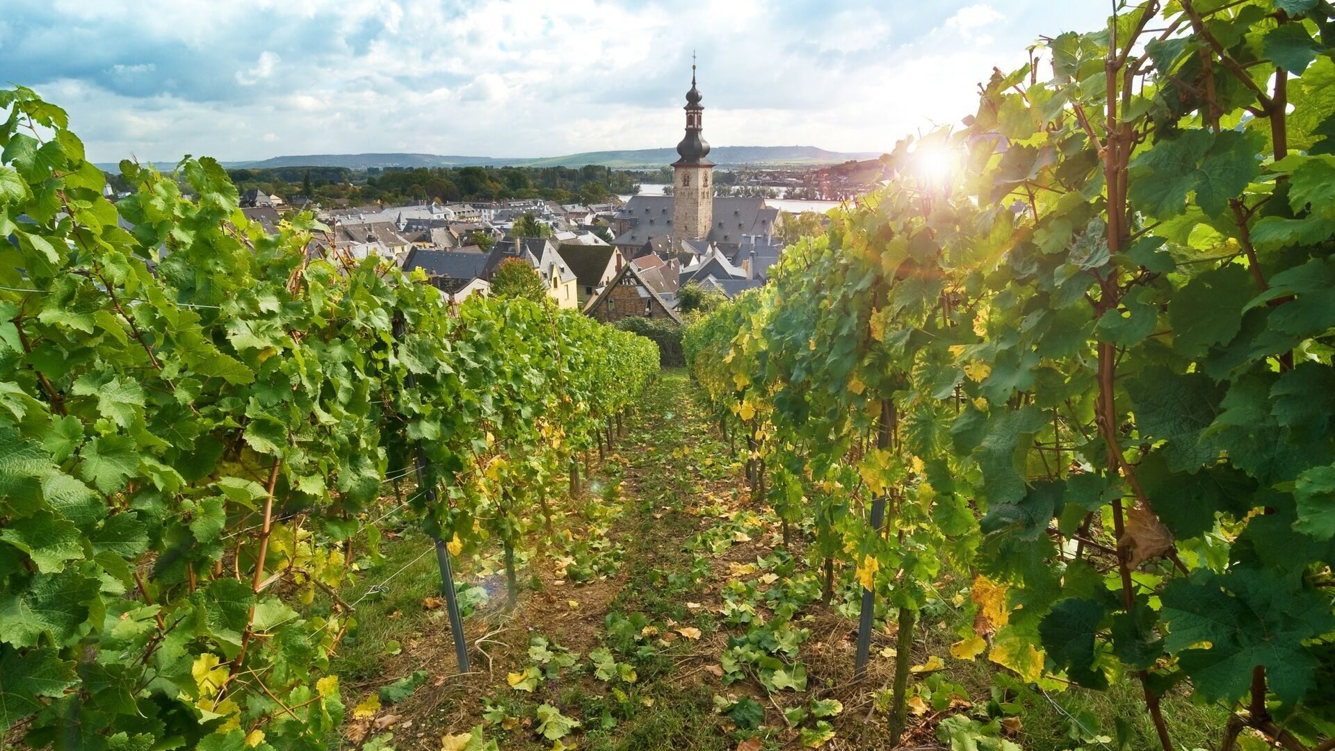 Rüdesheim vineyards in the rhine