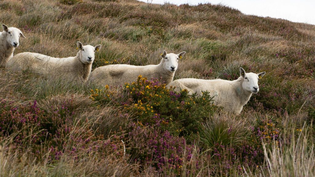 Traveling in ireland you'll see a lot of sheep