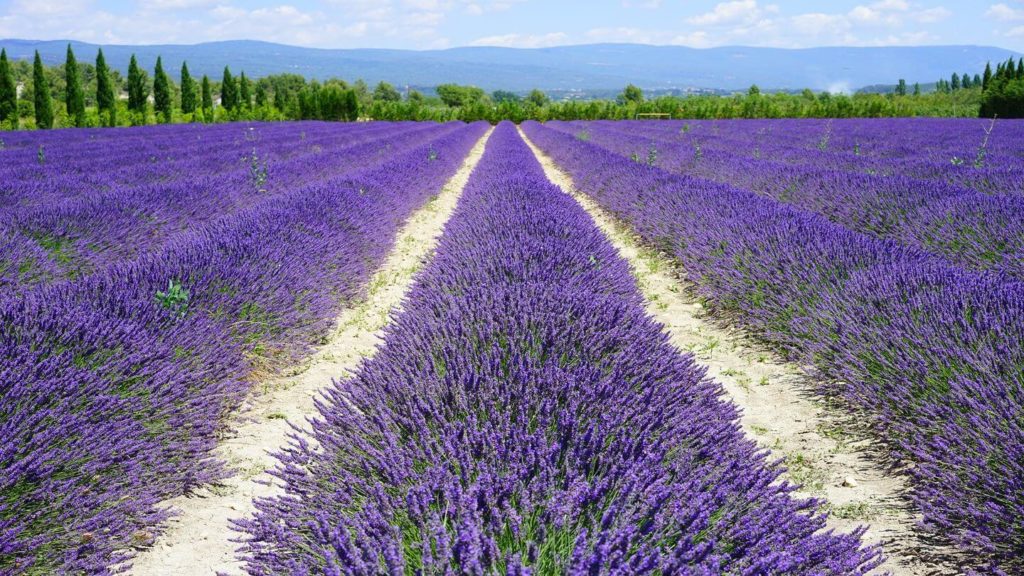Lavender fields in full bloom with a pathway splitting the rows under a sunny sky.