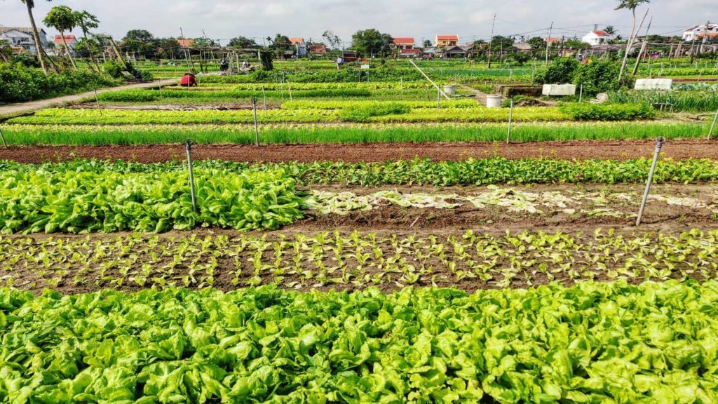 Rows of various leafy green vegetables growing in an organized community garden, exemplifying sustainable travel in Asia.