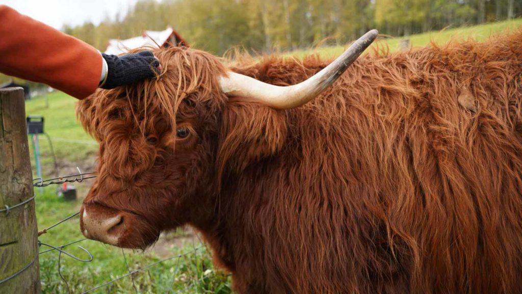 Person petting a highland cow on a farm.