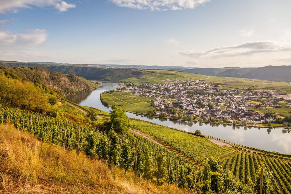 Looking down through a vineyard to the Mosel River in the Mosel wine regiomn in Germany